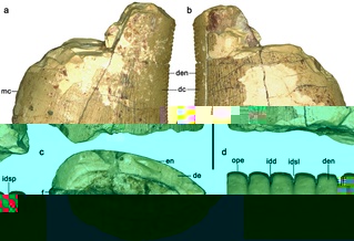 遼西白垩紀恐龍牙齒化石新發現